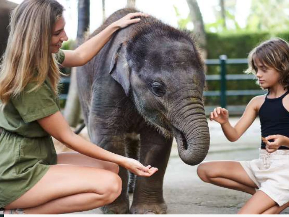 Elephant Safari Tour di Mason Elephant Park, Taro Ubud